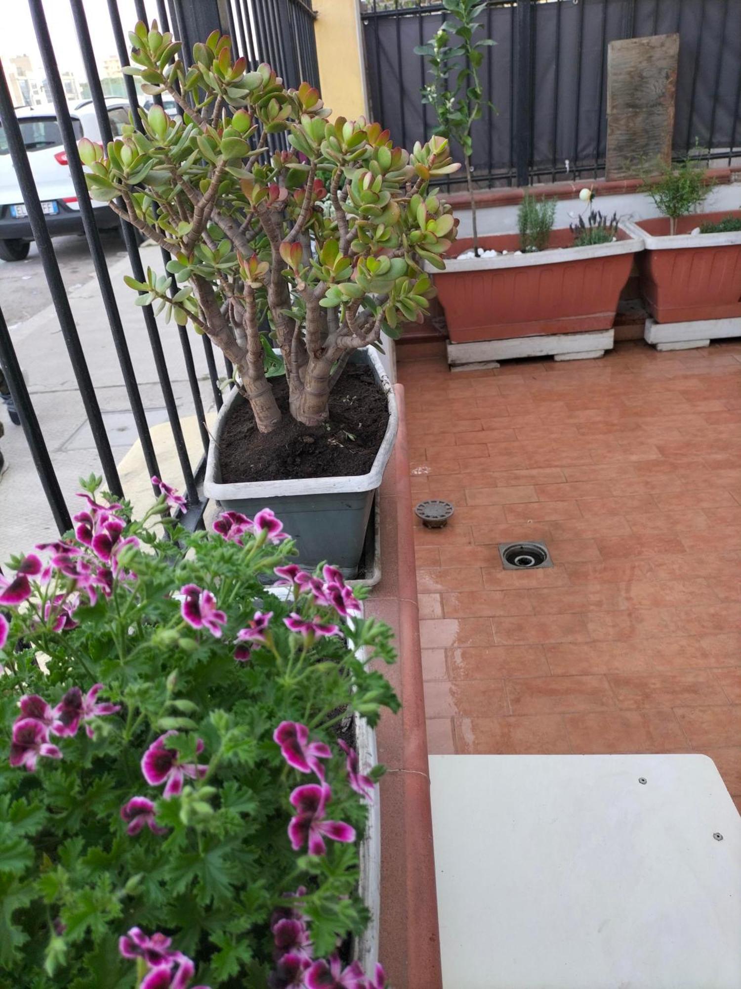 Ciuridda Mia Apartment Palermo Exterior photo